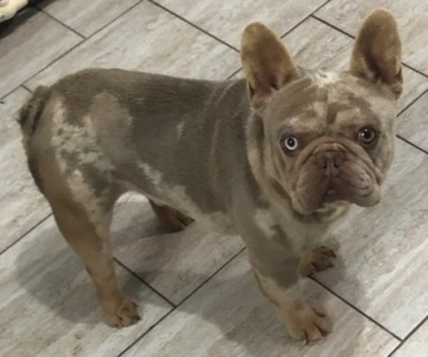 Medium Photo #1 French Bulldog Puppy For Sale in GOSHEN, IN, USA