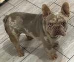 Small Photo #1 French Bulldog Puppy For Sale in GOSHEN, IN, USA