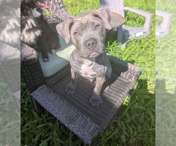 Medium Photo #1 American Pit Bull Terrier-American Staffordshire Terrier Mix Puppy For Sale in Chester, VA, USA