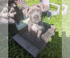 American Pit Bull Terrier-American Staffordshire Terrier Mix Dogs for adoption in Chester, VA, USA