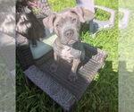 Small American Pit Bull Terrier-American Staffordshire Terrier Mix