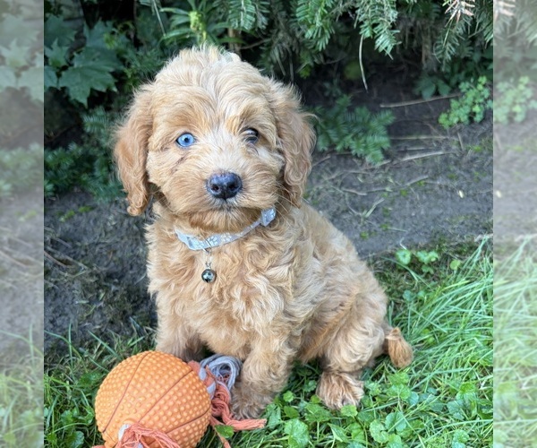 Medium Photo #1 Cockapoo (Miniature) Puppy For Sale in MIDDLEBURY, IN, USA