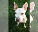 Small Photo #16 Mutt Puppy For Sale in Oakhurst, NJ, USA