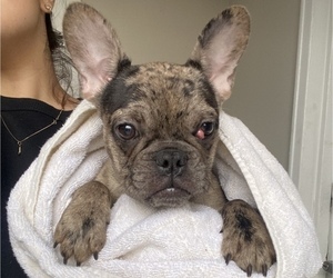 French Bulldog Puppy for sale in PARLIN, NJ, USA