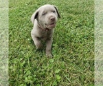 Small Photo #4 Labrador Retriever Puppy For Sale in DIETERICH, IL, USA