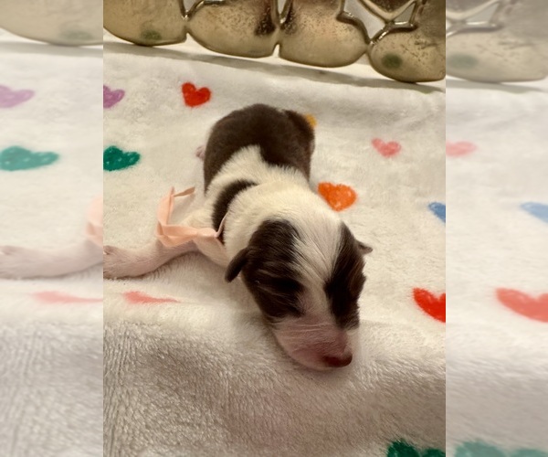 Medium Photo #17 Border Collie Puppy For Sale in MARYVILLE, TN, USA