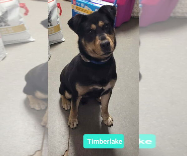 Medium Photo #2 Rottweiler-Siberian Husky Mix Puppy For Sale in Richmond, IN, USA