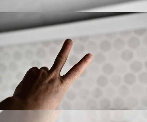 Medium Photo #10 Pembroke Welsh Corgi Puppy For Sale in MIDDLEBURY, IN, USA