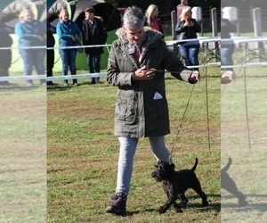 Schnauzer (Miniature) Dogs for adoption in Hatvan, Heves, Hungary