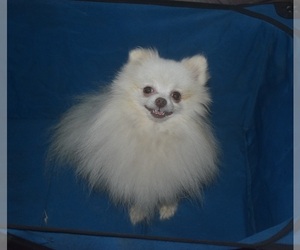 Father of the Pomeranian puppies born on 08/25/2022