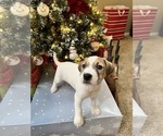 Small #5 Parson Russell Terrier