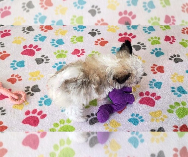 Medium Photo #5 Papitese Puppy For Sale in ORO VALLEY, AZ, USA