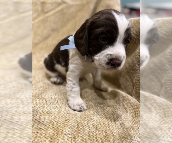 Medium Photo #12 English Springer Spaniel Puppy For Sale in JEANNETTE, PA, USA