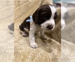 Small Photo #12 English Springer Spaniel Puppy For Sale in JEANNETTE, PA, USA