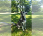 Small Photo #4 Siberian Husky Puppy For Sale in CENTERVILLE, NC, USA