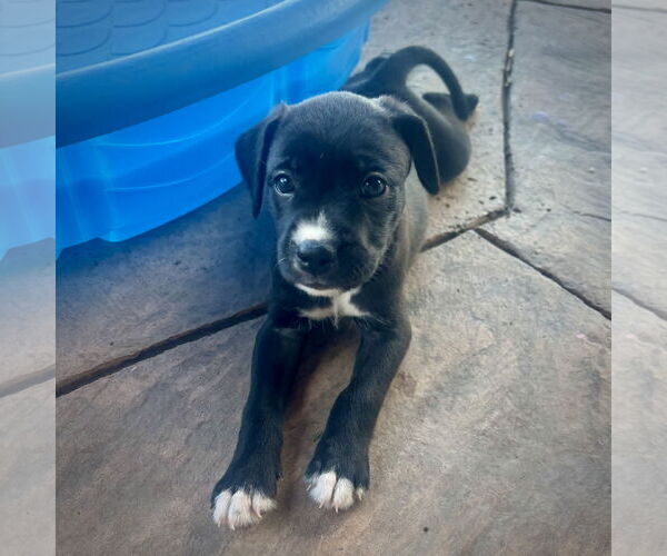 Medium Photo #4 Boxer-Unknown Mix Puppy For Sale in Dumont, NJ, USA