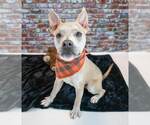 Small Bulldog Mix