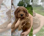 Small #9 Goldendoodle (Miniature)