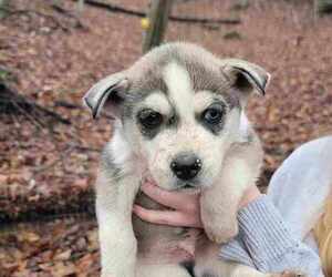 Saarloos Wolfdog-Siberian Husky Mix Puppy for sale in RAVEN, VA, USA