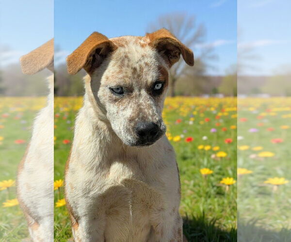Medium Photo #4 Border Collie-Unknown Mix Puppy For Sale in Talladega, AL, USA