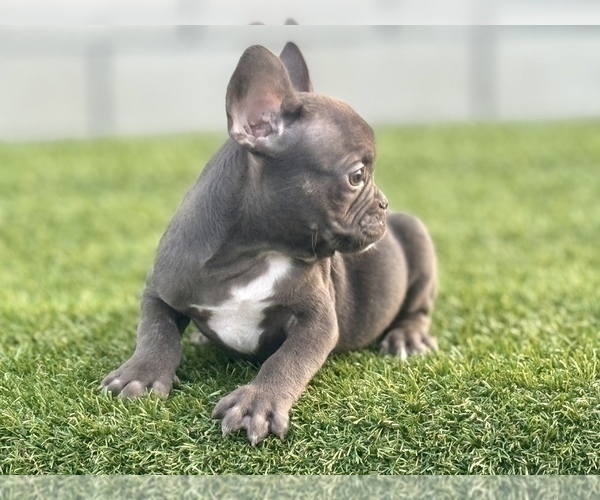 Medium Photo #11 French Bulldog Puppy For Sale in LITITZ, PA, USA