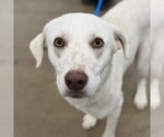 Small #1 Labrador Retriever Mix