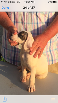 Medium Photo #1 Dogo Argentino Puppy For Sale in MINTER CITY, MS, USA