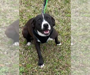 Labrador Retriever-Unknown Mix Dogs for adoption in Tarrytown, GA, USA