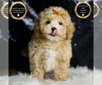 Small #5 Maltipoo