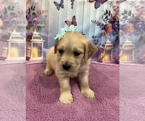 Medium Photo #11 English Cream Golden Retriever Puppy For Sale in BUSHNELL, FL, USA