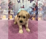 Small #10 English Cream Golden Retriever