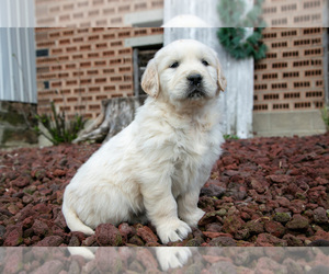 Medium English Cream Golden Retriever