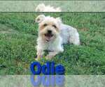 Small Photo #1 Yorkshire Terrier Puppy For Sale in NEVADA, TX, USA