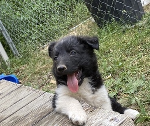Australian Shepherd Puppy for sale in MC ALISTERVILLE, PA, USA