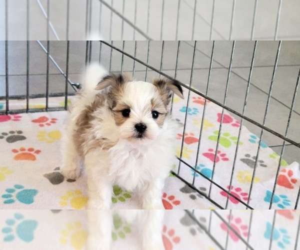 Medium Photo #2 Papitese Puppy For Sale in ORO VALLEY, AZ, USA