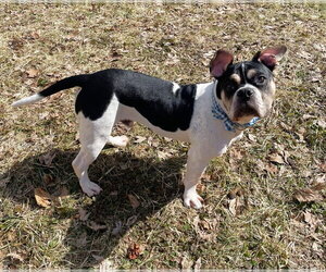 Bulldog-Unknown Mix Dogs for adoption in St. Louis Park, MN, USA