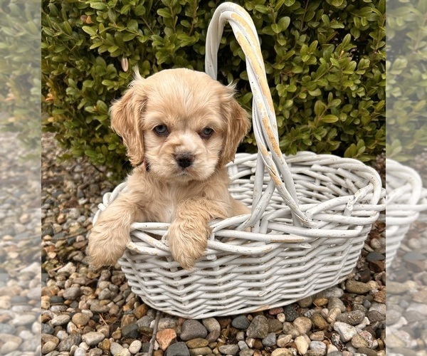 Medium Photo #3 Cocker-Pei Puppy For Sale in MIDDLEBURY, IN, USA