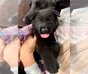 German Shepherd Dog Puppy for sale in COVENTRY, RI, USA