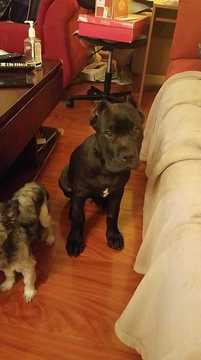 Medium Photo #1 Cane Corso Puppy For Sale in NEWPORT NEWS, VA, USA