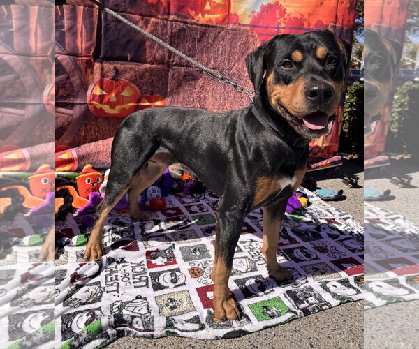 Medium Photo #9 Rotterman Puppy For Sale in Lake Elsinore, CA, USA