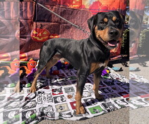 Chongers - Male Rotterman Dog for Adoption - Photo #9