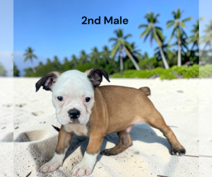 Boston Terrier Puppy for sale in EWING, KY, USA