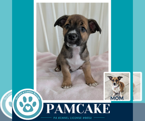 Beagle-Unknown Mix Dogs for adoption in Kimberton, PA, USA