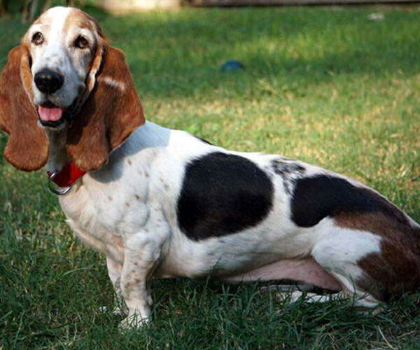 Medium Photo #6 Basset Hound Puppy For Sale in Deepwater, NJ, USA