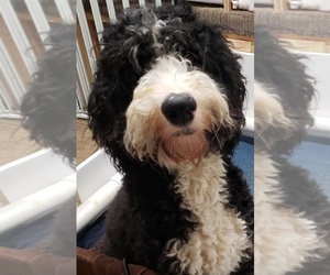 Mother of the Sheepadoodle puppies born on 06/16/2022