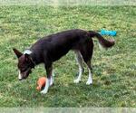 Small #28 Border Collie