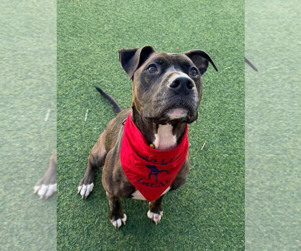 Medium Photo #3 Mutt Puppy For Sale in Pompano Beach , FL, USA