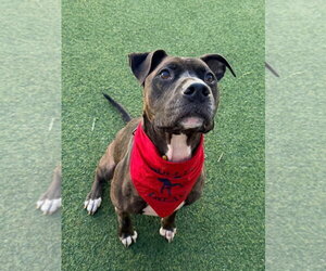 Ollie - Male Mutt Dog for Adoption - Photo #3
