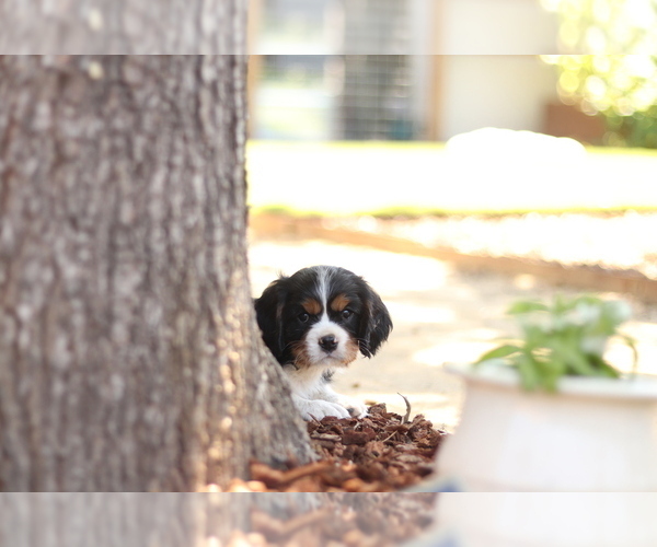 Medium Photo #8 Cavalier King Charles Spaniel Puppy For Sale in SANTA ROSA, CA, USA