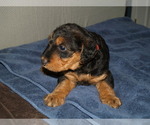 Small Photo #44 Airedale Terrier Puppy For Sale in CHARLESTOWN, IN, USA
